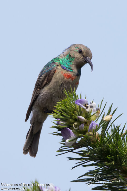 Southern Double-collared Sunbird male adult transition, identification