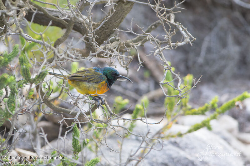 Orange-breasted Sunbird male adult breeding, identification
