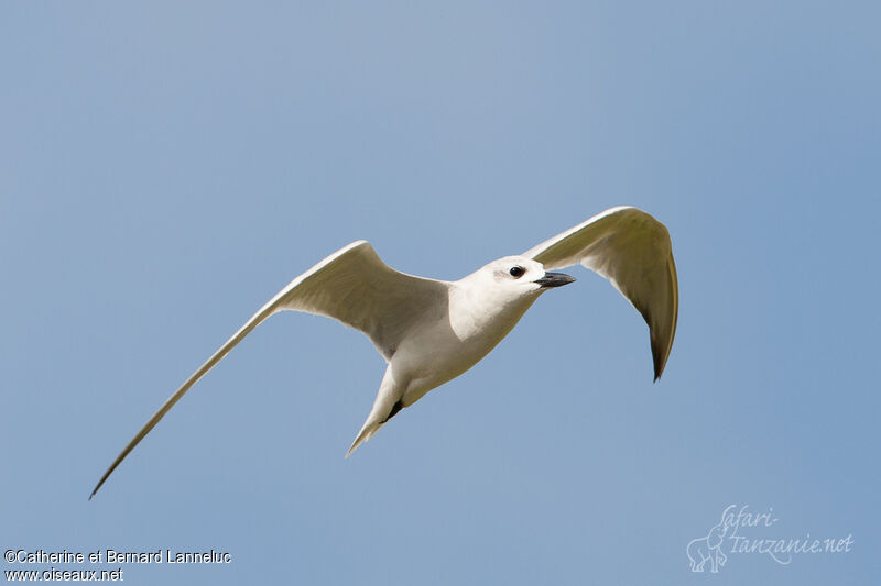Gull-billed TernFirst year, Flight