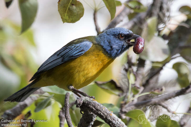 Blue-and-yellow Tanager male adult, pigmentation, feeding habits