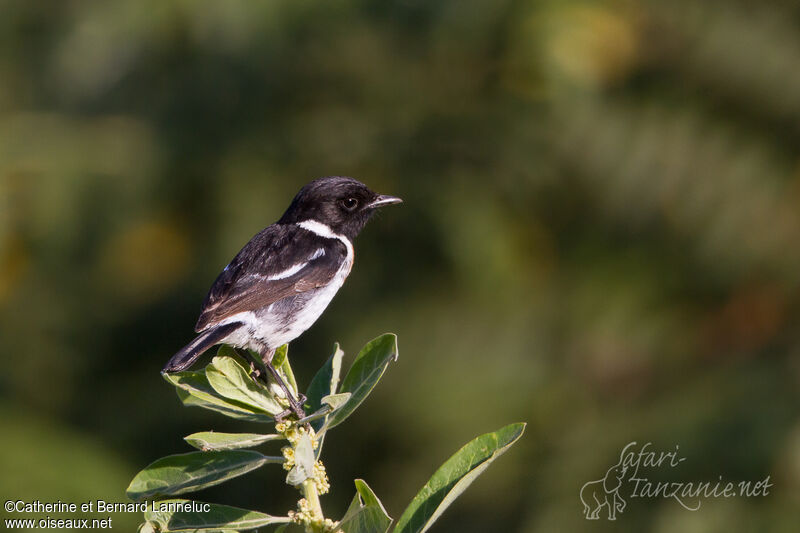 African Stonechat male