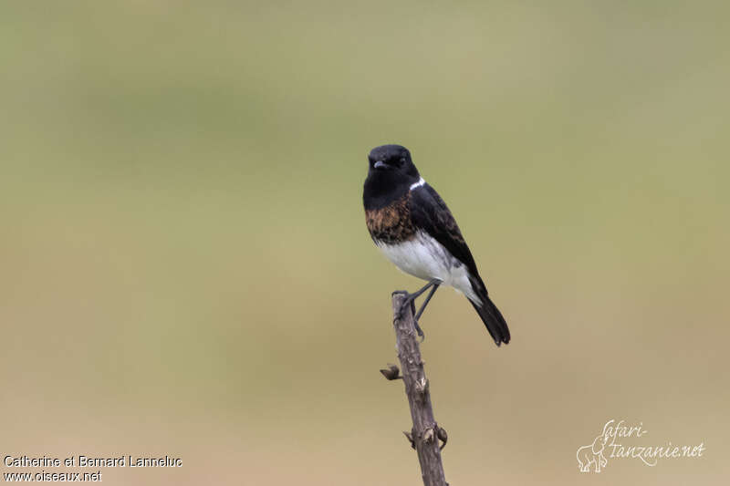 African Stonechat male First year, identification, pigmentation