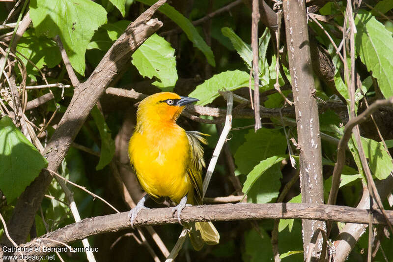 Spectacled Weaver female adult, pigmentation