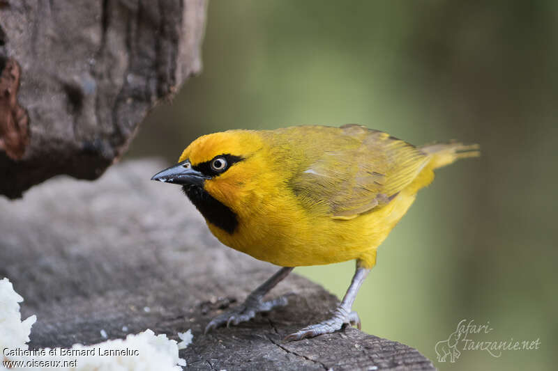 Spectacled Weaver male adult breeding, close-up portrait