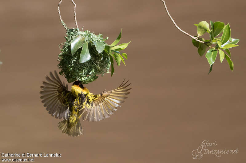Village Weaver male adult breeding, pigmentation, Flight, Reproduction-nesting