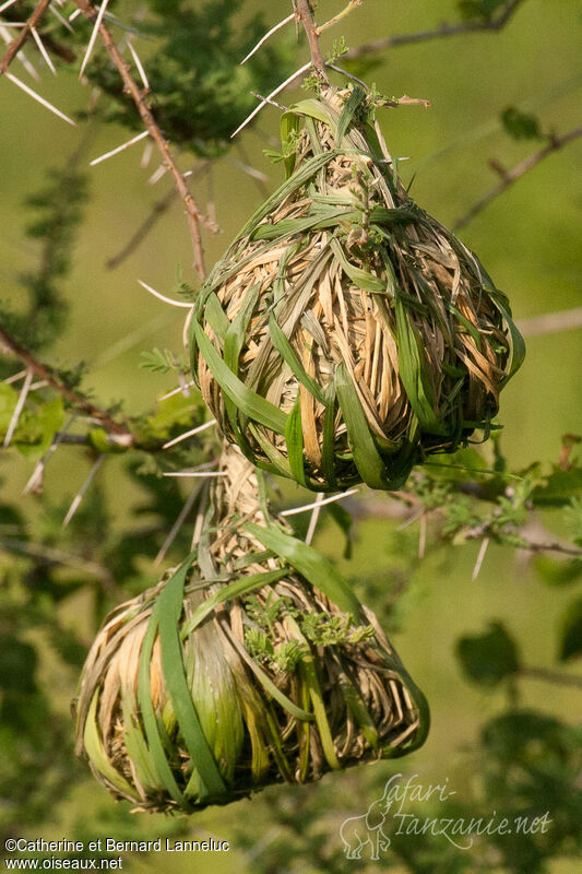 Vitelline Masked Weaver, Reproduction-nesting