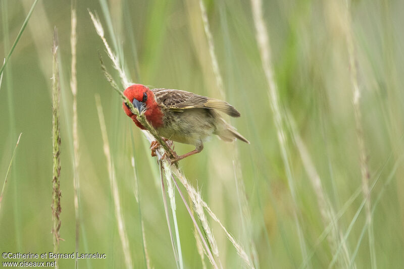 Cardinal Queleaadult breeding, feeding habits, eats