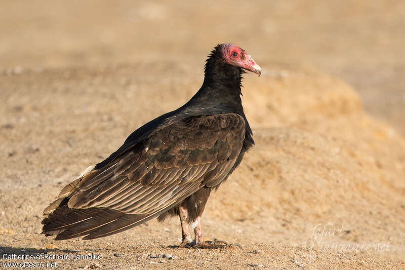 Turkey Vulturesubadult, identification