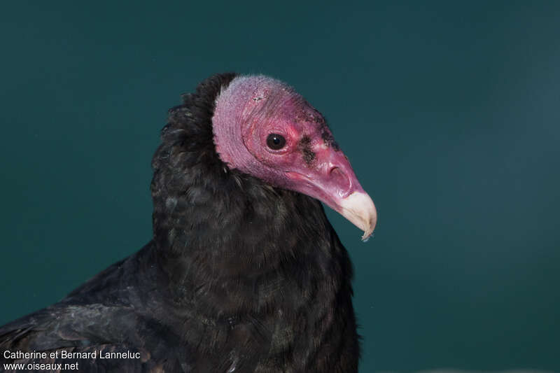 Turkey Vultureadult, close-up portrait