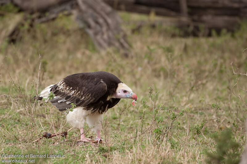 White-headed Vulture female subadult, feeding habits