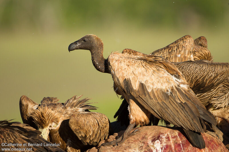 White-backed Vultureadult, identification, feeding habits