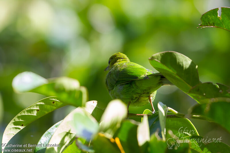 Greater Green Leafbird female adult