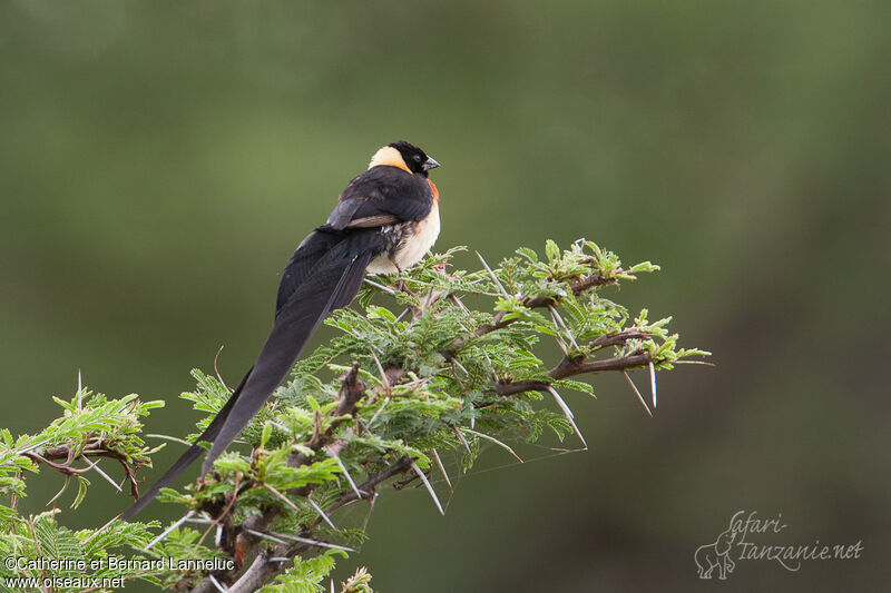 Long-tailed Paradise Whydah male adult breeding