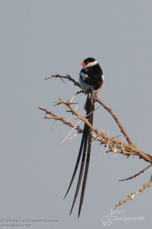 Pin-tailed Whydah male adult breeding, identification