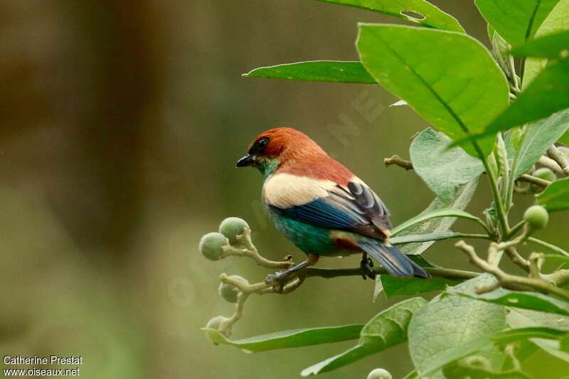 Chestnut-backed Tanager male adult
