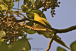 Pin-tailed Green Pigeon