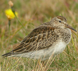 Pectoral Sandpiper 
&copy; Cathy Murrant