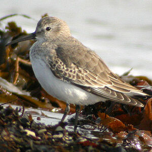 Dunlin 
&copy; Cathy Murrant