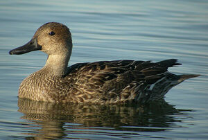 Northern Pintail 
&copy; Cathy Murrant