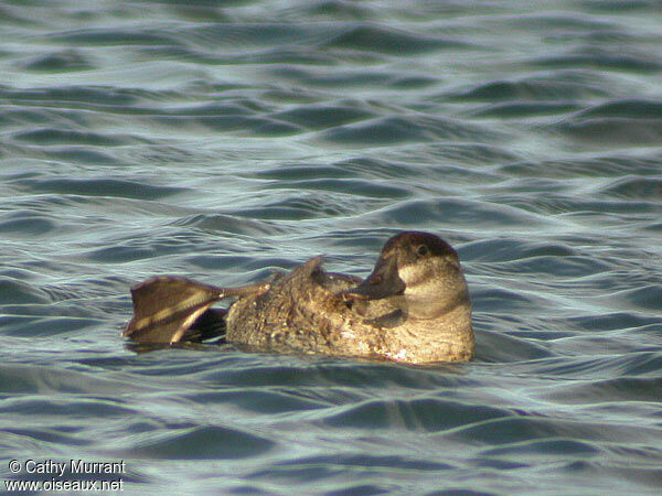 Ruddy Duck