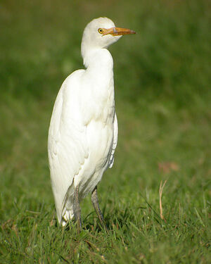 Western Cattle Egret 
&copy; Cathy Murrant