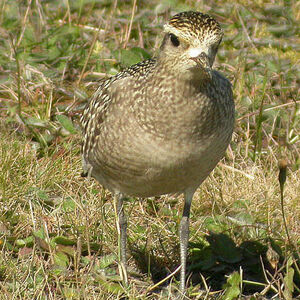 American Golden Plover 
&copy; Cathy Murrant