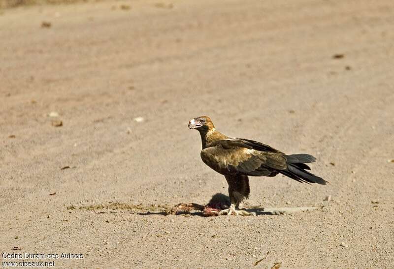 Wedge-tailed Eagleimmature, pigmentation, eats