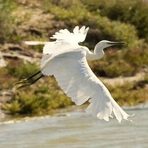 Aigrette garzette