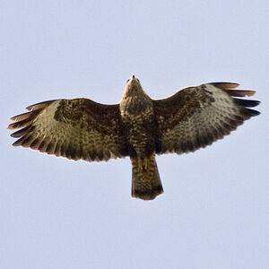 Common Buzzard 
&copy; Cedric Durant des Aulnois