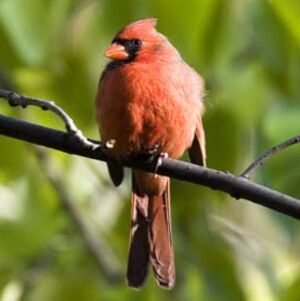 Cardinal rouge