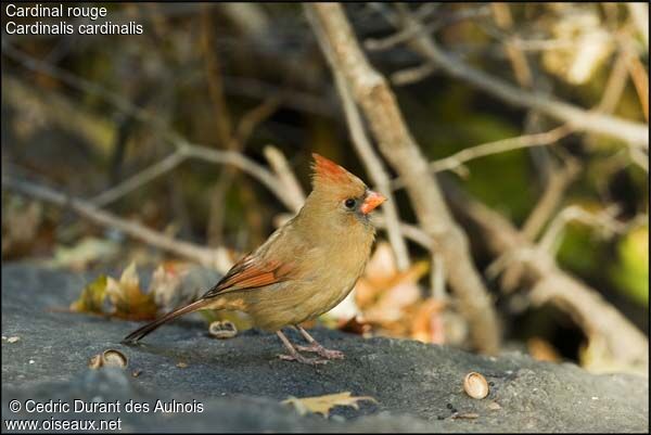 Northern Cardinal female