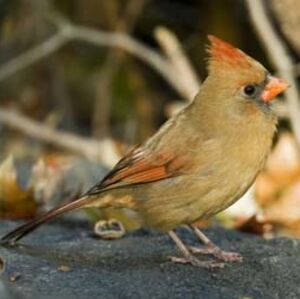 Cardinal rouge