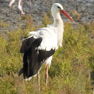 Cigogne blanche