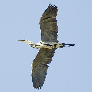 Grey Heron