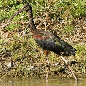 Ibis falcinelle 
&copy; Cedric Durant des Aulnois