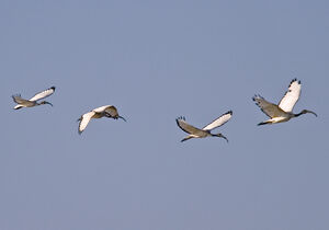 Ibis sacré