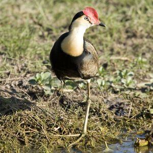 Jacana � cr�te