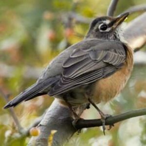 American Robin