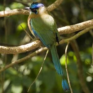 Motmot houtouc