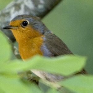 European Robin