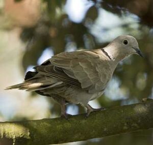 Eurasian Collared Dove 
&copy; Cedric Durant des Aulnois