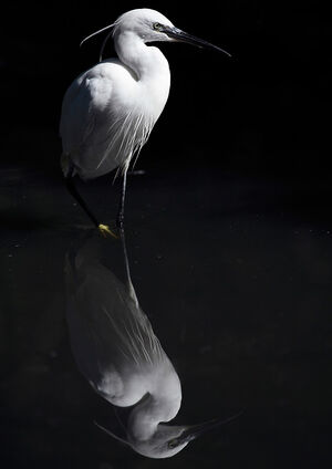 Aigrette garzette