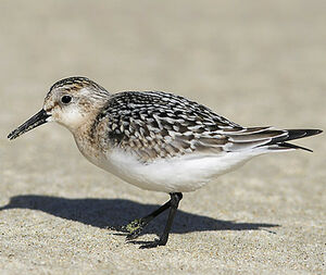 Bécasseau sanderling