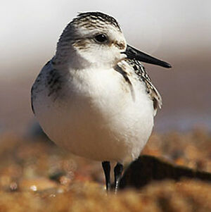 Bécasseau sanderling