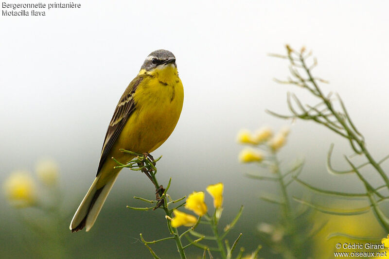 Western Yellow Wagtailadult