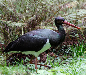 Black Stork