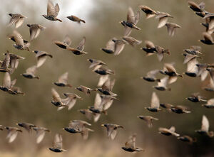 Common Starling