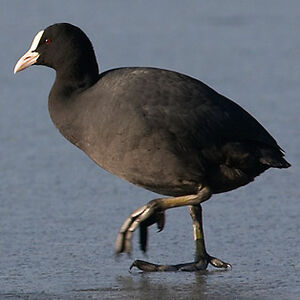 Eurasian Coot