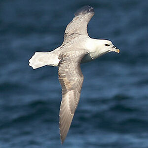 Northern Fulmar 
&copy; C�dric Girard