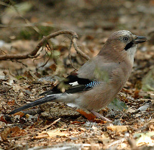 Eurasian Jay